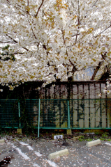 路地裏の桜１