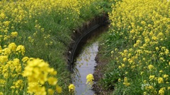 写真句：春の小川