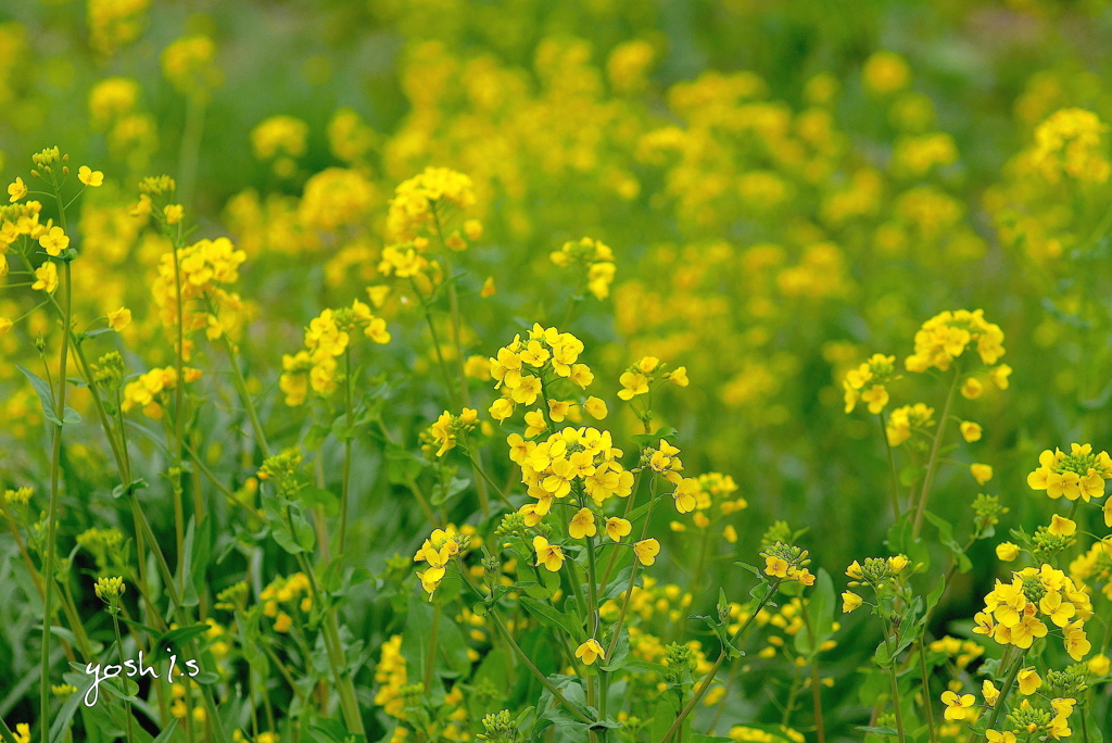 写真掌編：にほひをこせよ23：Yellow, yellow !