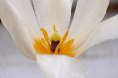 極楽、ゴクラク１