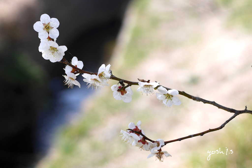 写真句：梅香る