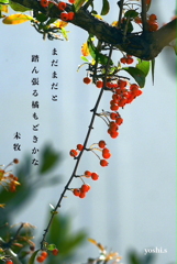 写真句：写真エッセイ：踏ん張り
