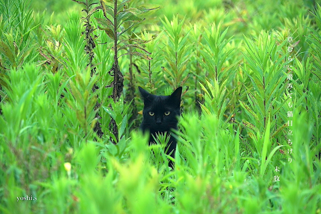 写真句：黒猫