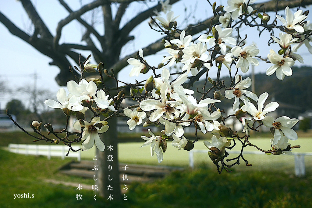写真句：こぶし咲く１