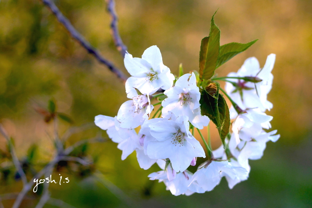 写真掌編：桜の下で 23 最終回：山桜花