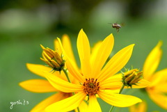 写真掌編：菊芋をめぐる冒険４：蜜蜂巡覧