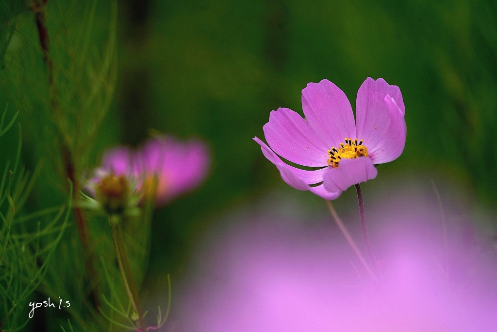 写真歌：秋桜（コスモス）２