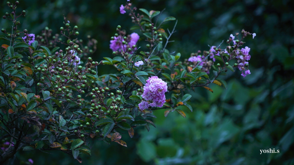 写真句：最後の花