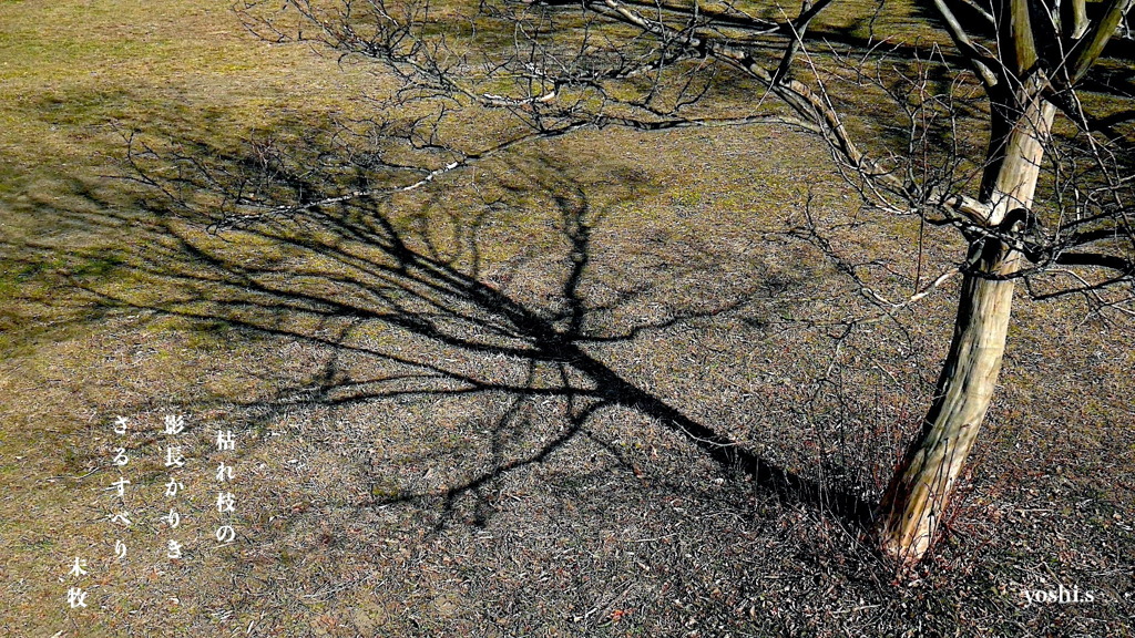 写真句：Shadow１：枯れ枝１：さるすべり