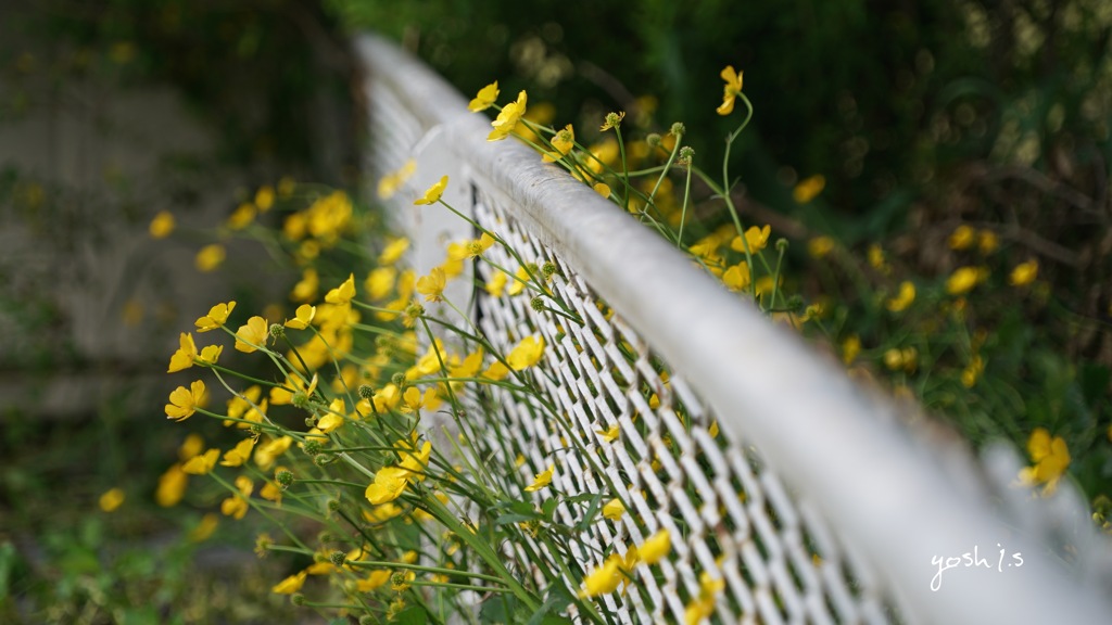 写真掌編：草花たちのプレリュード９（最終回）：希望