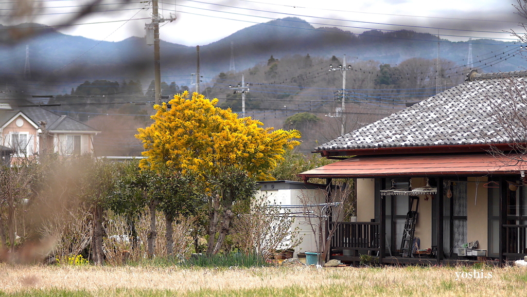 写真エッセイ：ミモザの咲く家