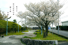 写真句：海に行く道４：さくら：NTW618