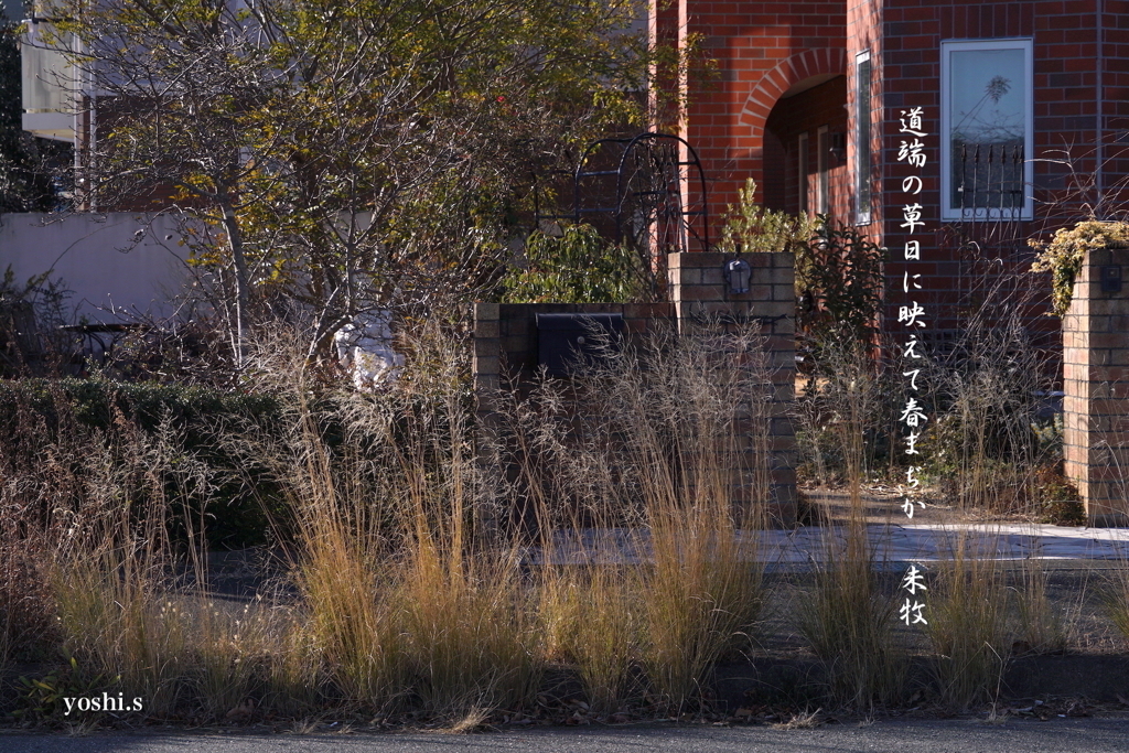 写真句：草