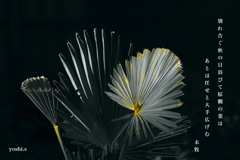 写真句：カラフル写ん歩７：棕櫚／しゅろ