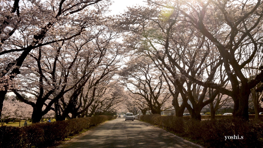 写真エッセイ：桜19：さくら公園10：さくらトンネル：NTW341