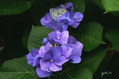 写真句：よひら in Blue