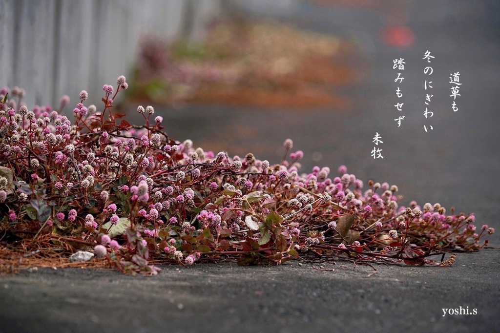 写真句：冬のにぎわい