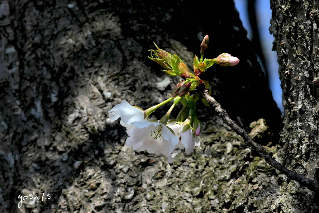 写真掌編：にほひをこせよ番外：山桜２：写真歌