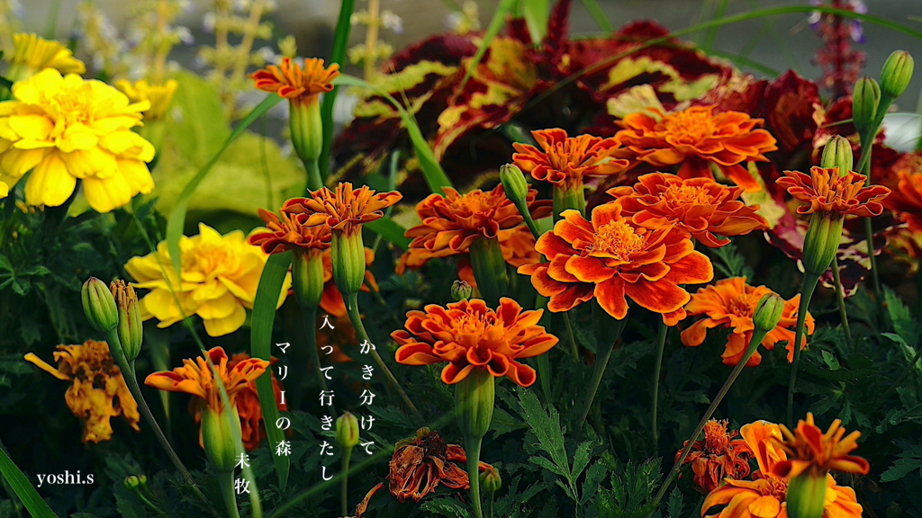 写真句：道端の花22：マリーの森