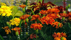 写真句：道端の花22：マリーの森