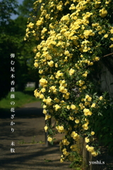 写真句：木香薔薇１