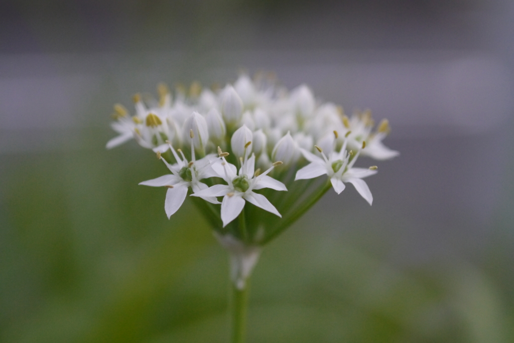 花12