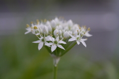 花12