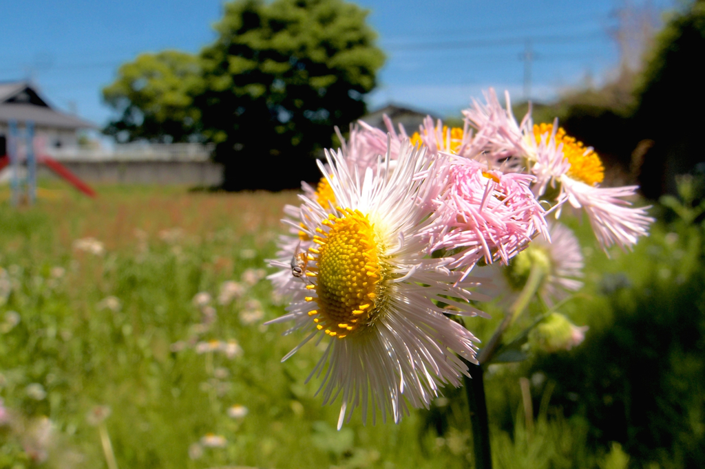 愛あり：春紫菀３（写真句）