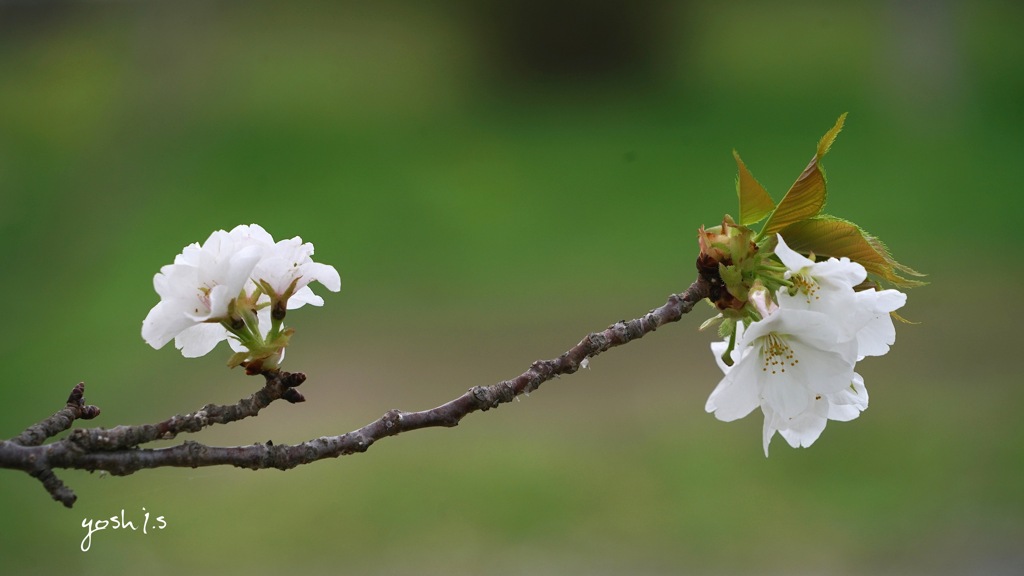 写真歌：山桜追憶３
