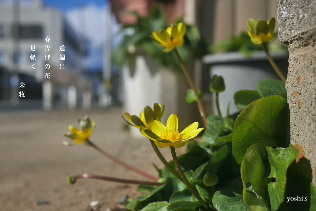 写真句：道端の姫立金花