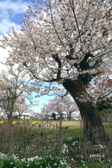 写真エッセイ：街中公園の桜１