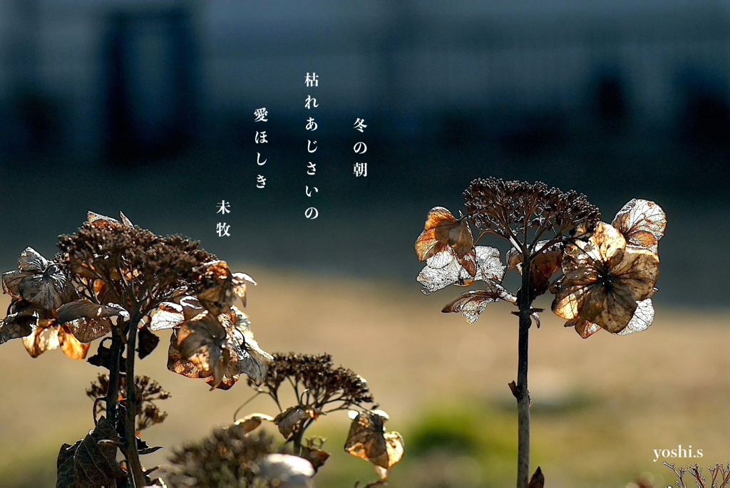 写真句：いとしの枯れ：冬の朝