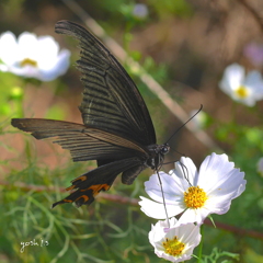 写真歌：生きる