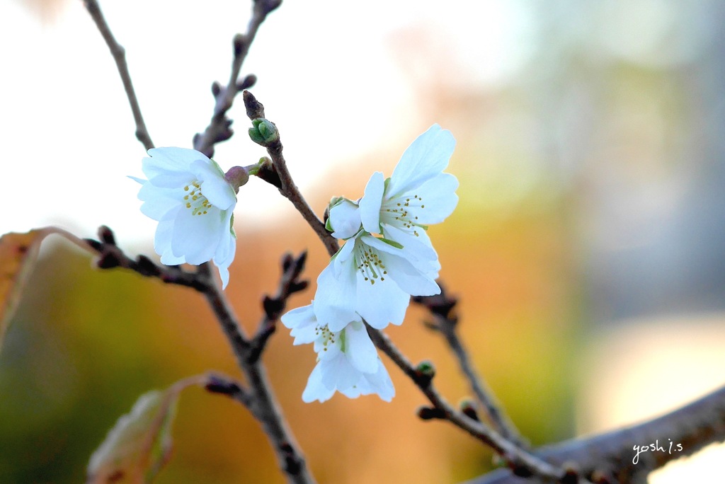 写真エッセイ：秋の桜