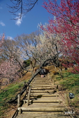 写真エッセイ：偕楽園散歩13：回遊歩道４
