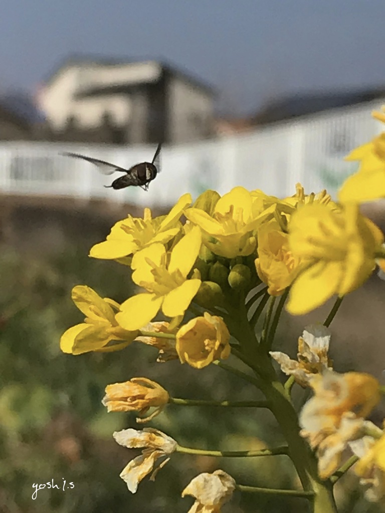 写真エッセイ：菜の花に花虻・プロローグ