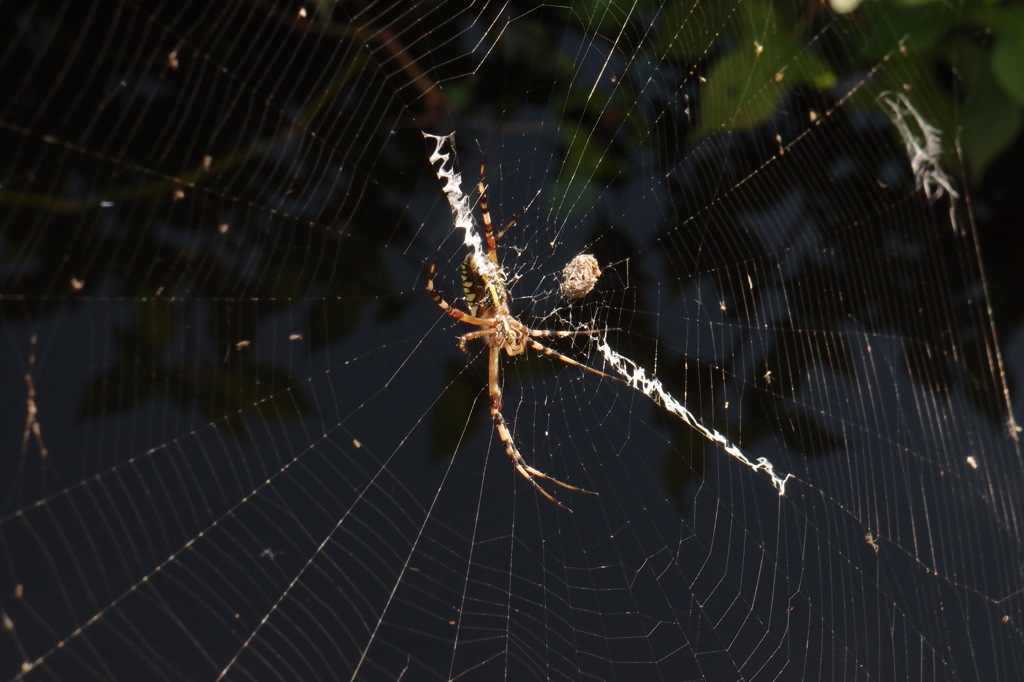 Web