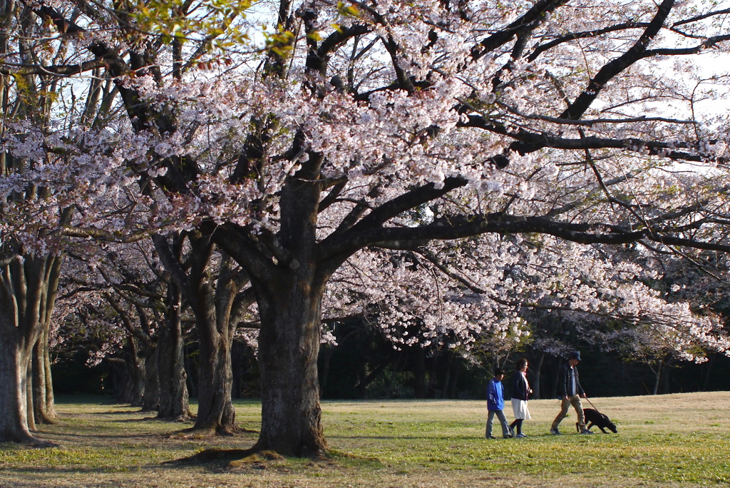 さくら公園３