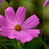写真掌編：続々・夜会の花（龍馬異聞 Ⅲ）３