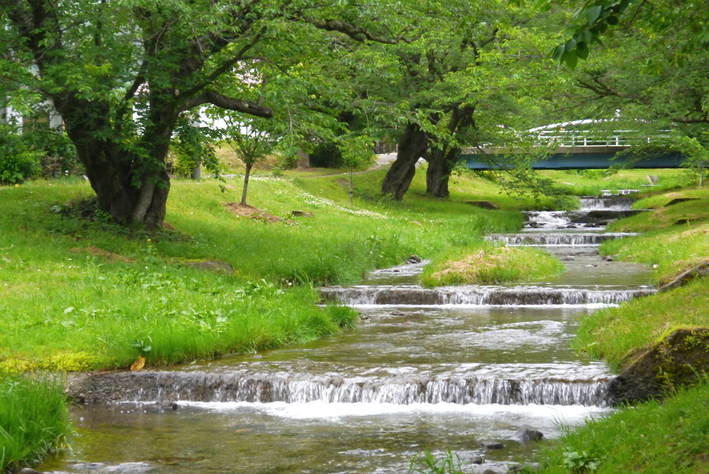 初夏の小川２