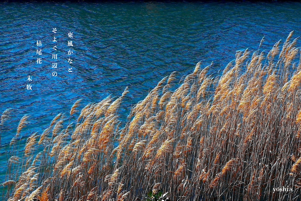 写真句：川縁の枯れすすき