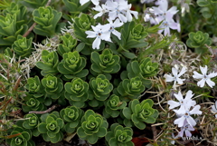 写真エッセイ：地の花11：玄海岩蓮華・・かな？　with 芝桜