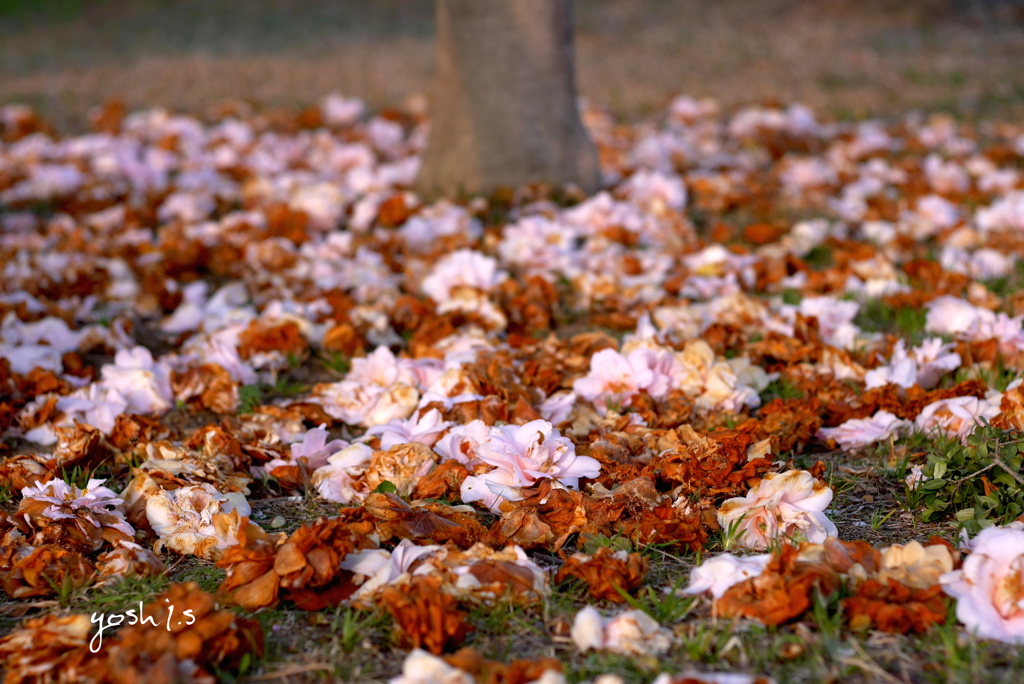 写真句：花毛氈：投稿 1,900枚目