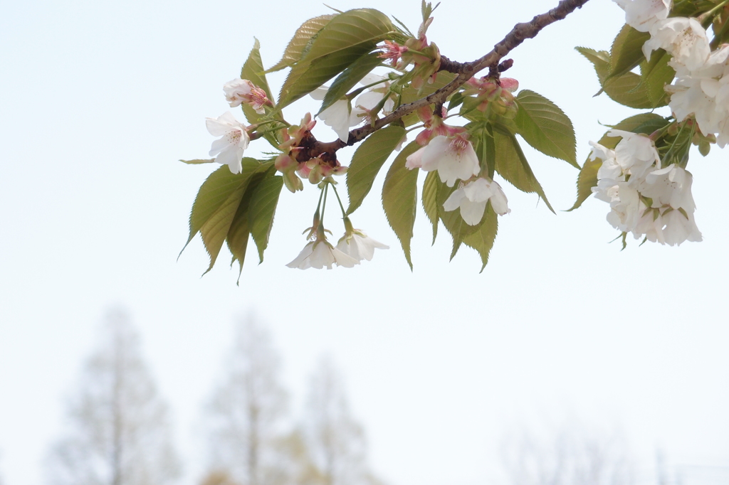 山桜十様　山桜3