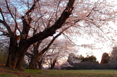 高校の桜