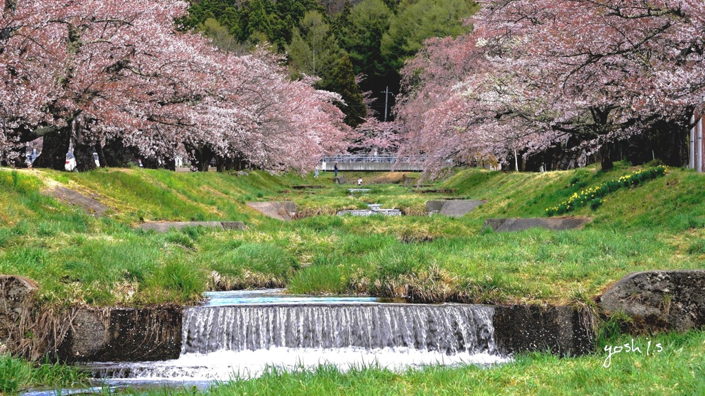 写真句：観音寺川桜堤３