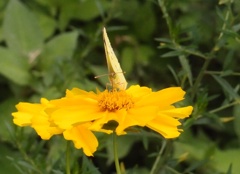 黄蝶 on 黄花 