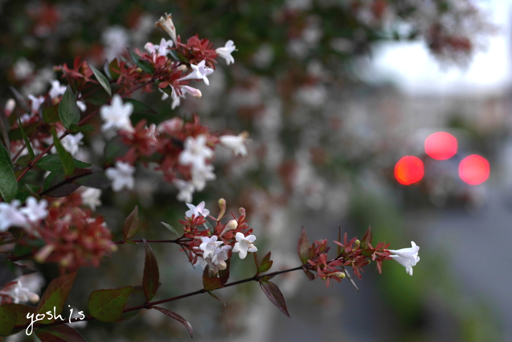 写真句：夕まぐれ