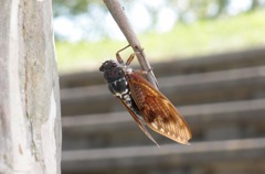 夏の記憶３：あぶら蟬