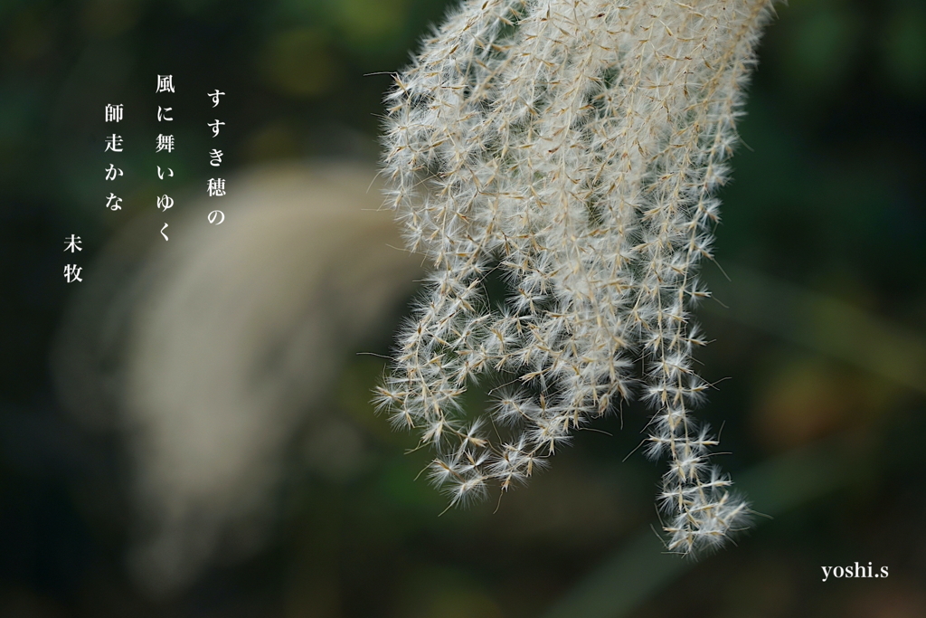 写真句：すすき穂